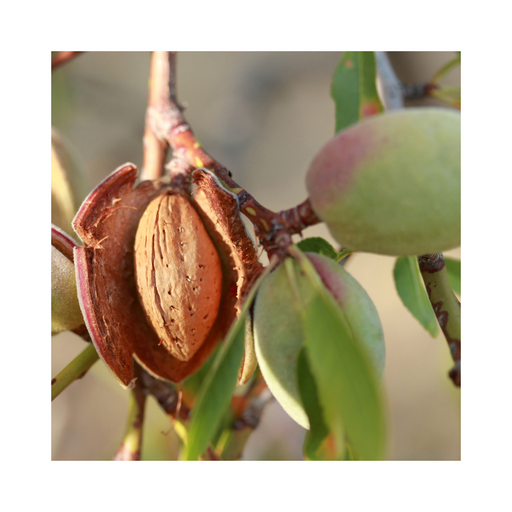 Almond Sweet Virgin Organic Carrier Oil - MakeItNatural